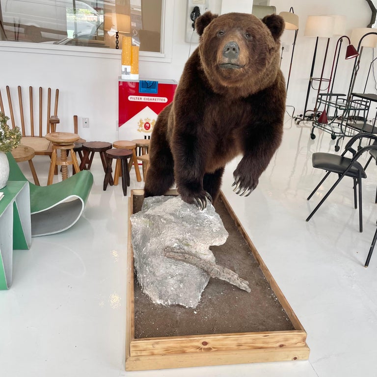 Grizzly Bear Taxidermy on Stand, 1980s