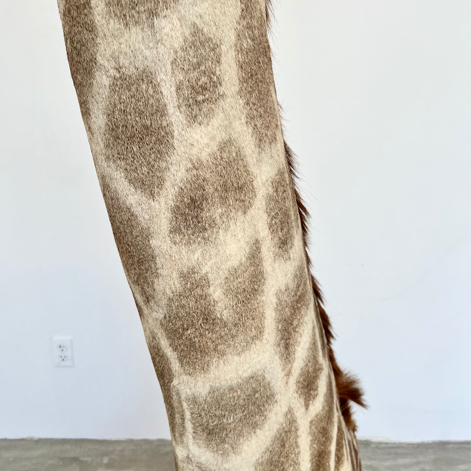 Giraffe Taxidermy Floor Mount, 1970s