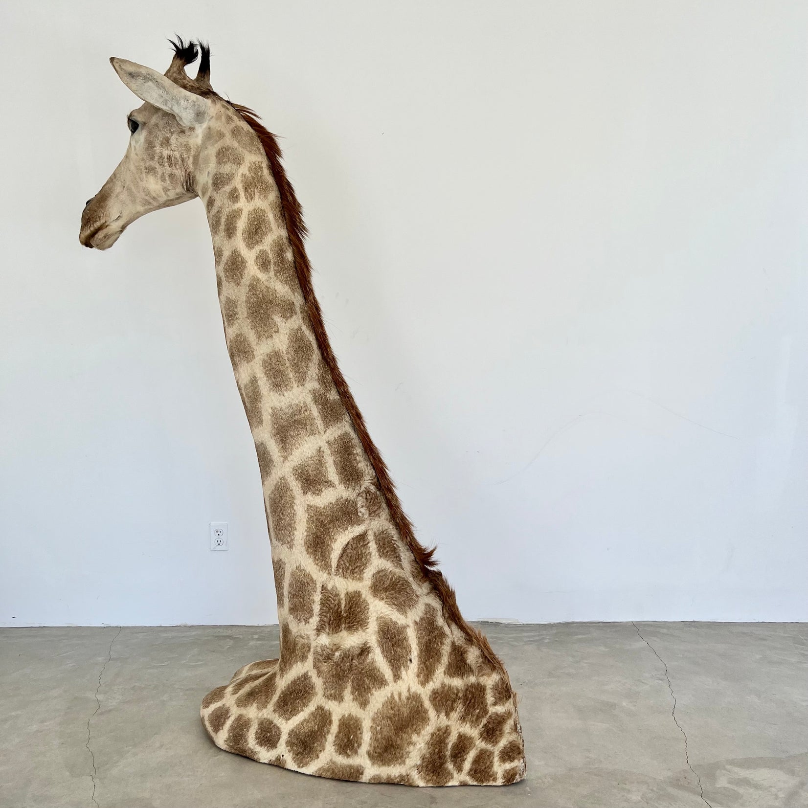 Giraffe Taxidermy Floor Mount, 1970s
