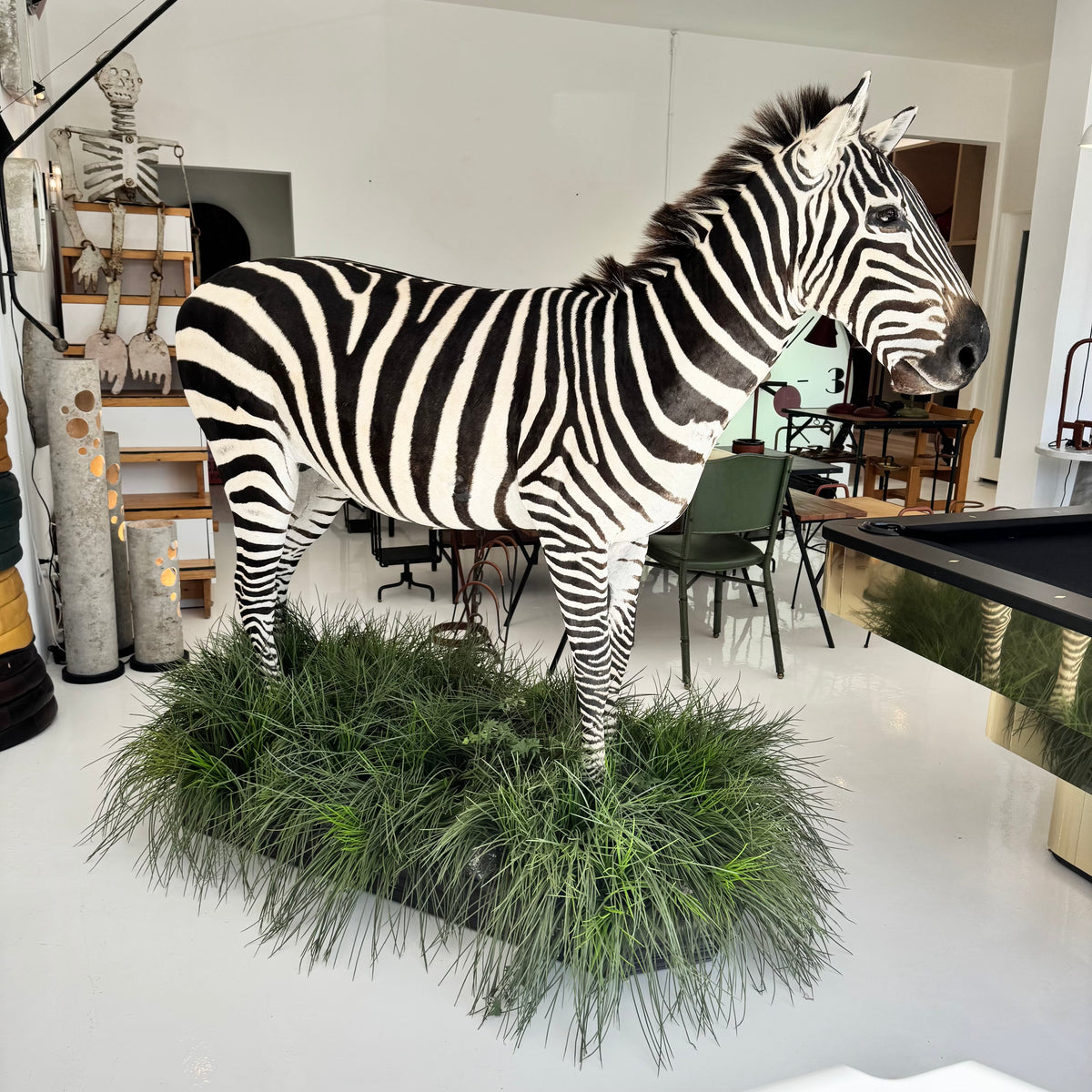 Taxidermy Zebra