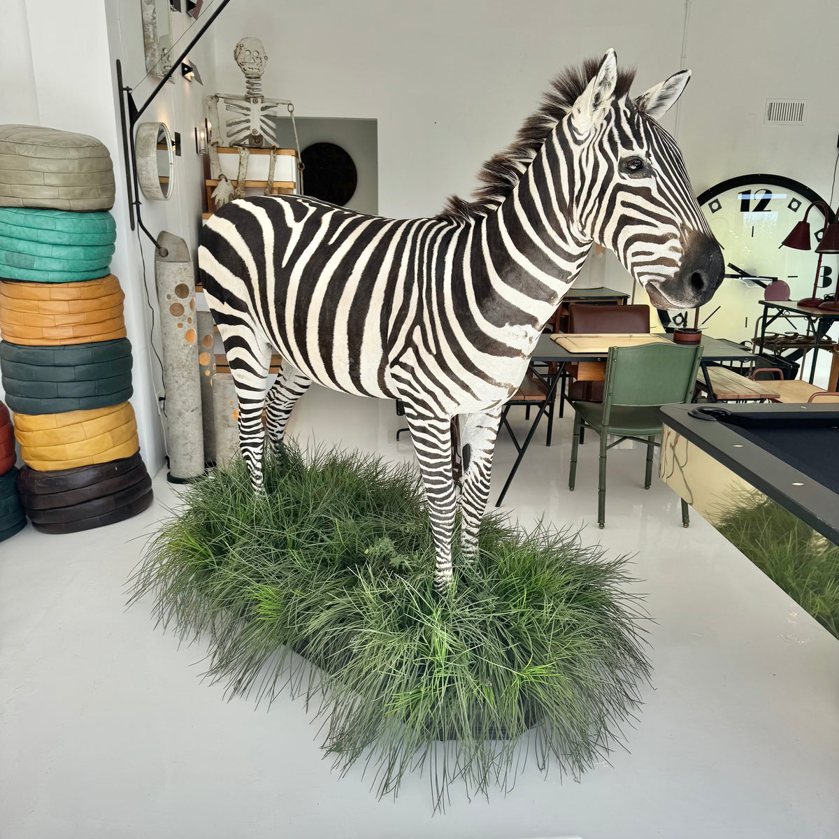 Taxidermy Zebra