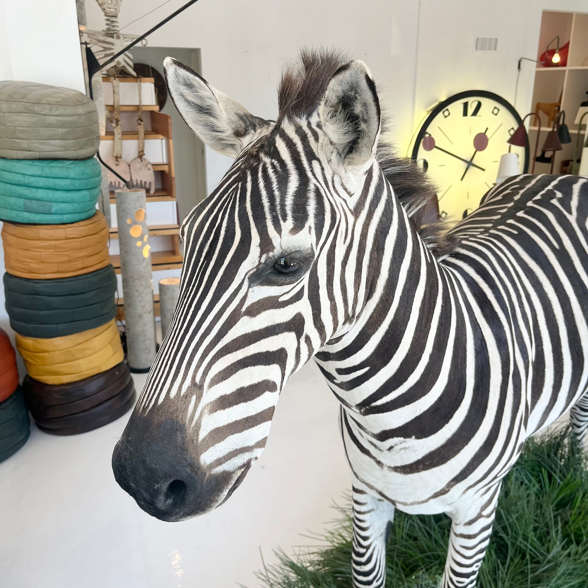 Taxidermy Zebra