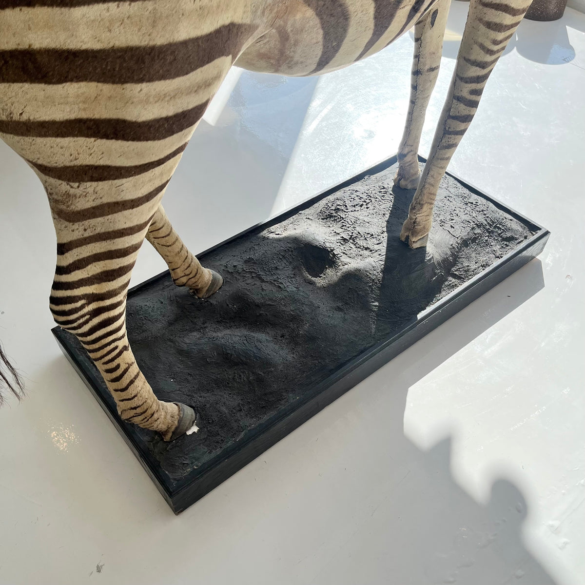 Monumental Taxidermy Zebra