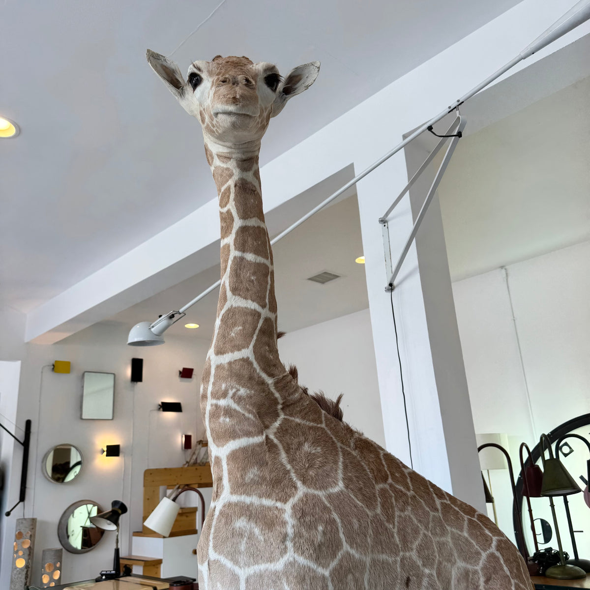 Taxidermy Baby Giraffe