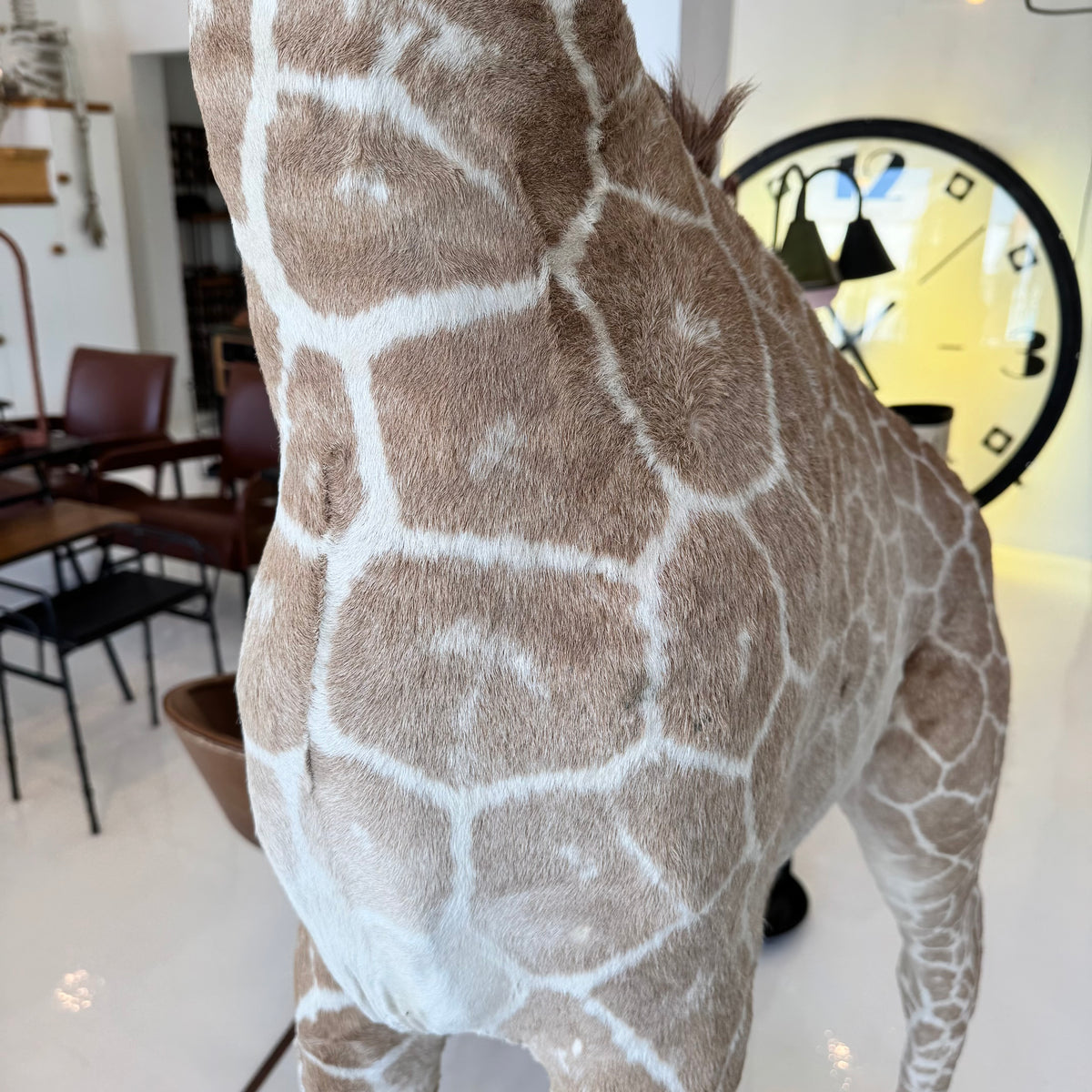 Taxidermy Baby Giraffe