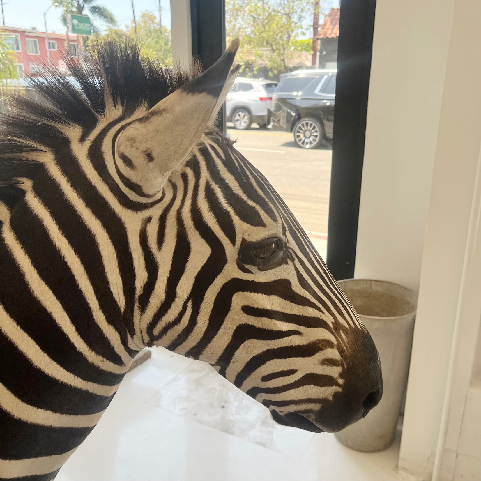 Taxidermy Zebra