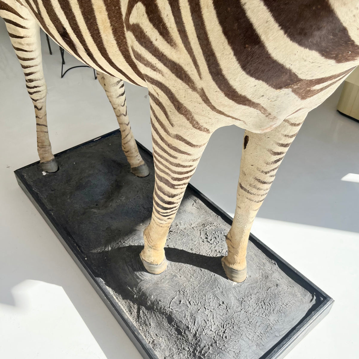 Monumental Taxidermy Zebra