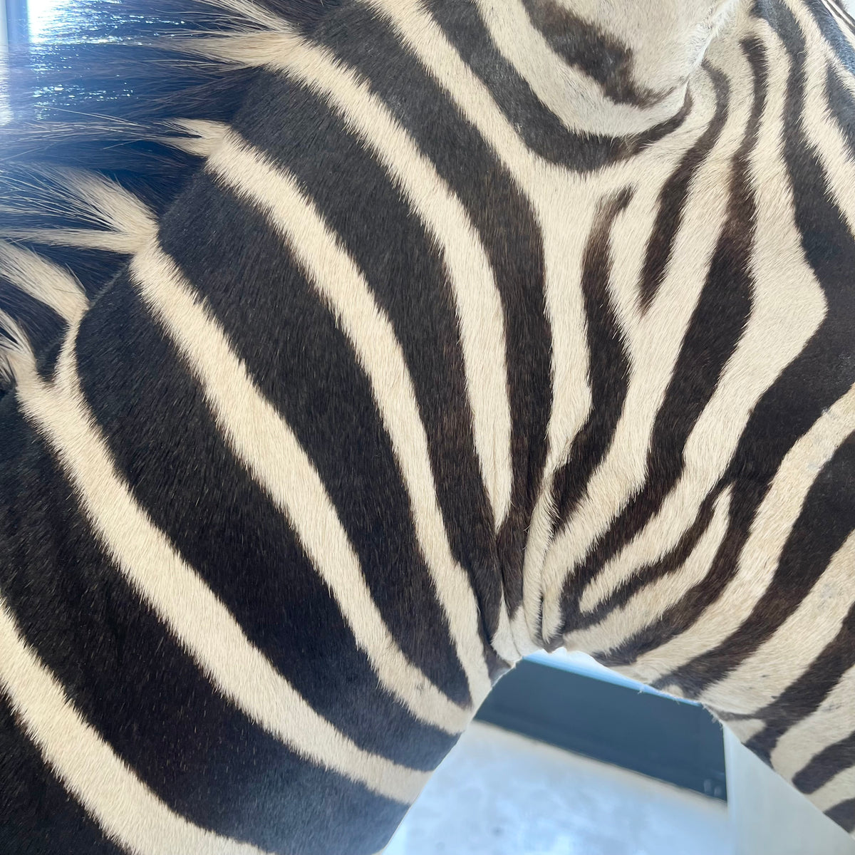 Taxidermy Zebra