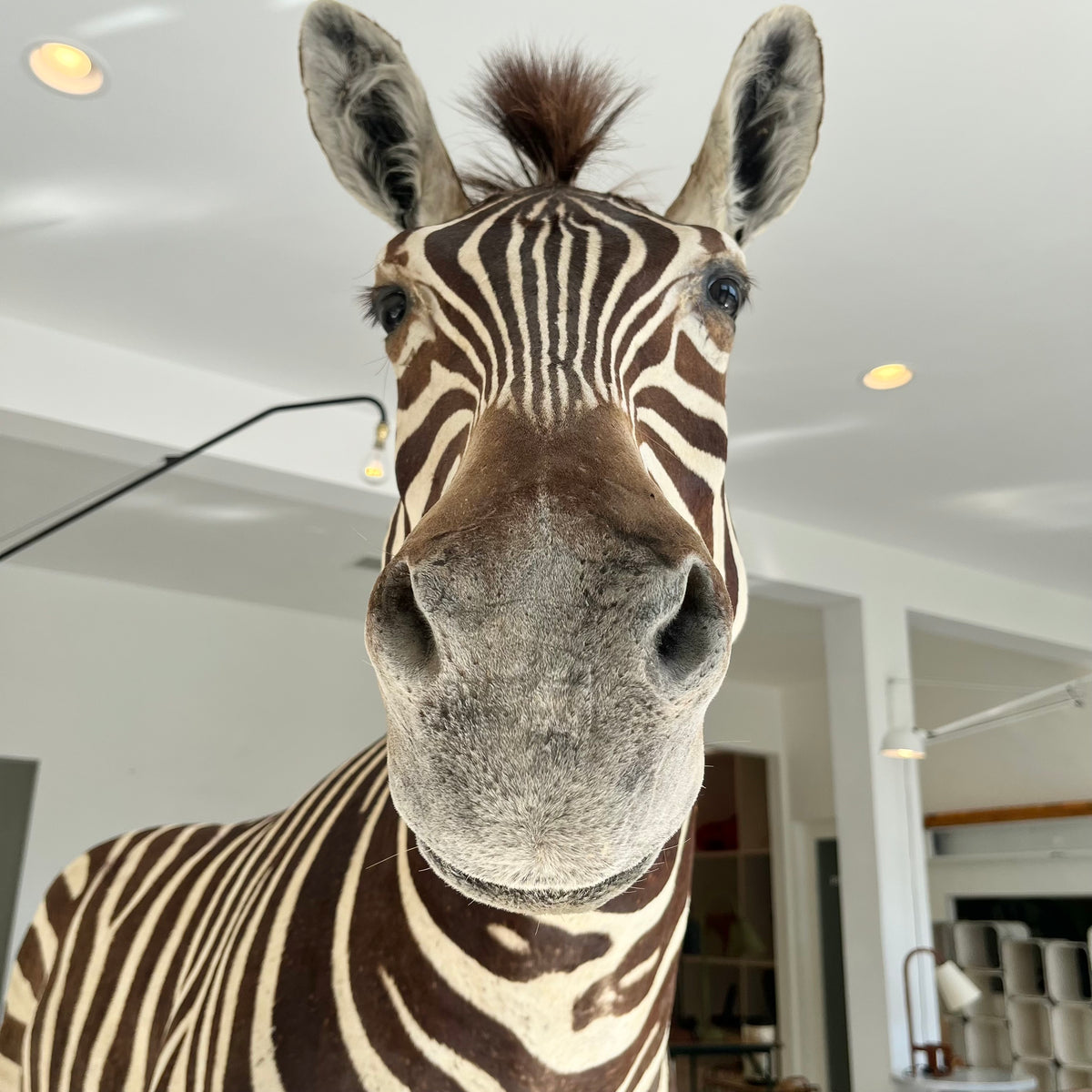 Monumental Taxidermy Zebra