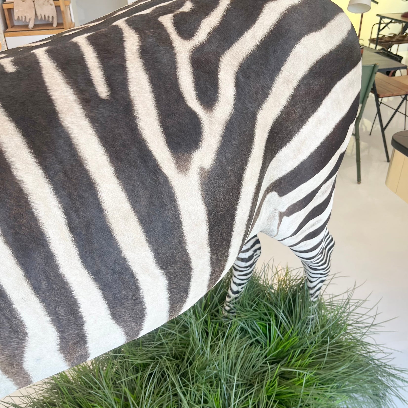 Taxidermy Zebra
