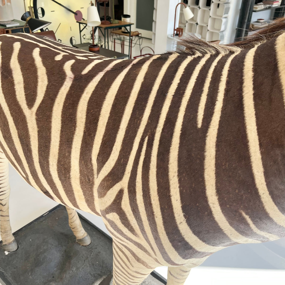 Monumental Taxidermy Zebra