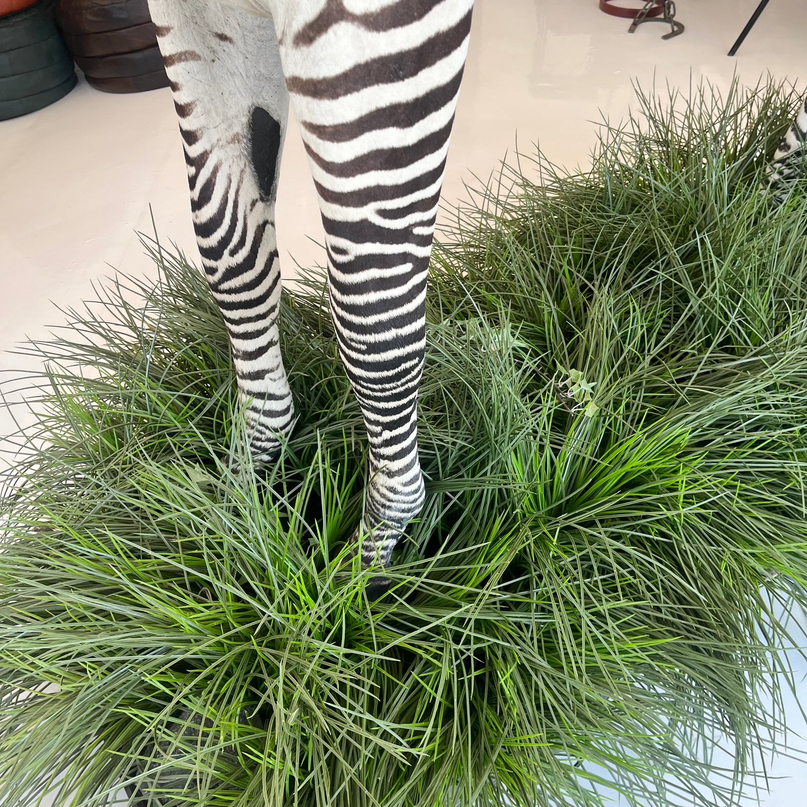 Taxidermy Zebra