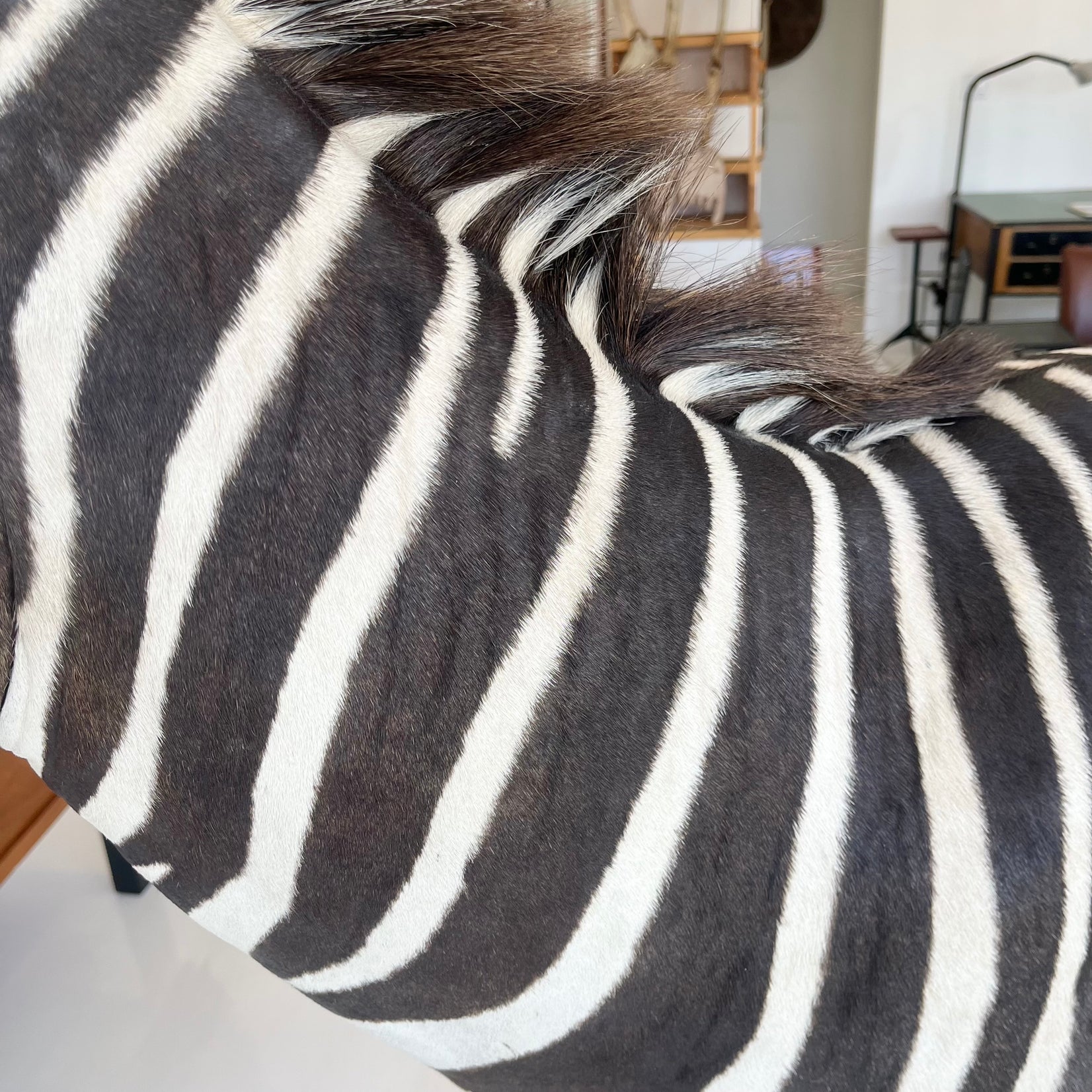Taxidermy Zebra