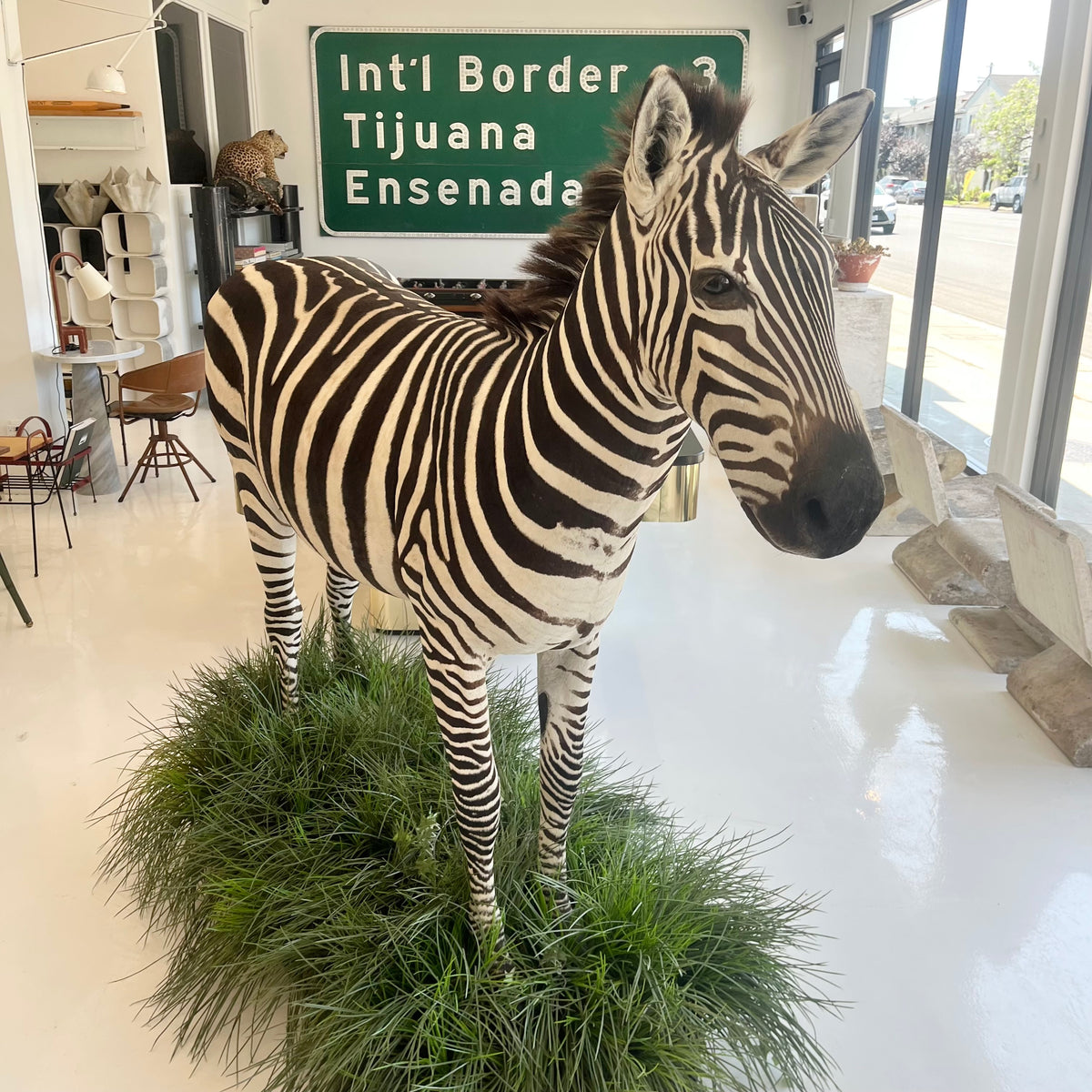 Taxidermy Zebra