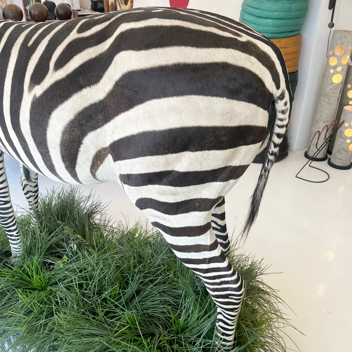 Taxidermy Zebra