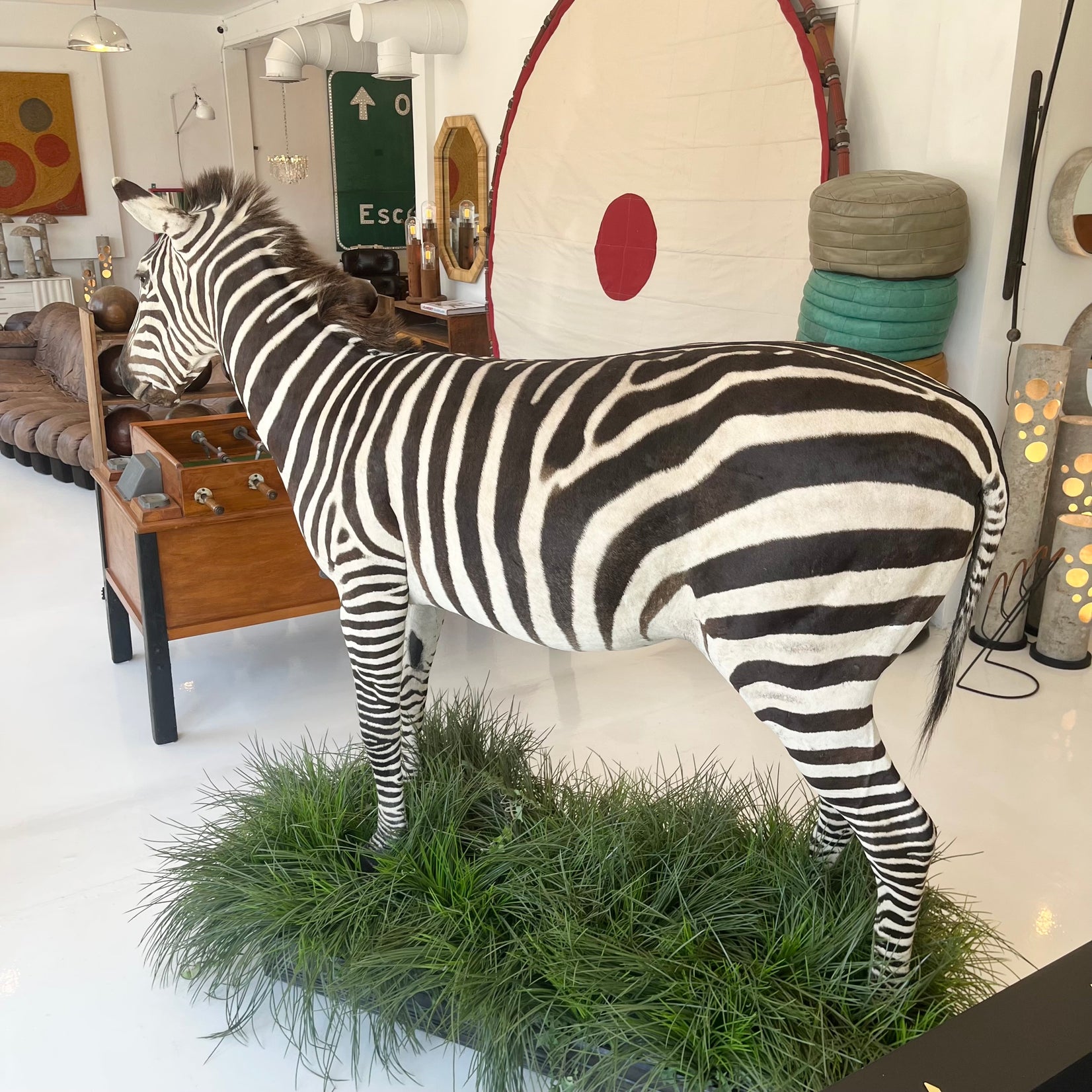 Taxidermy Zebra