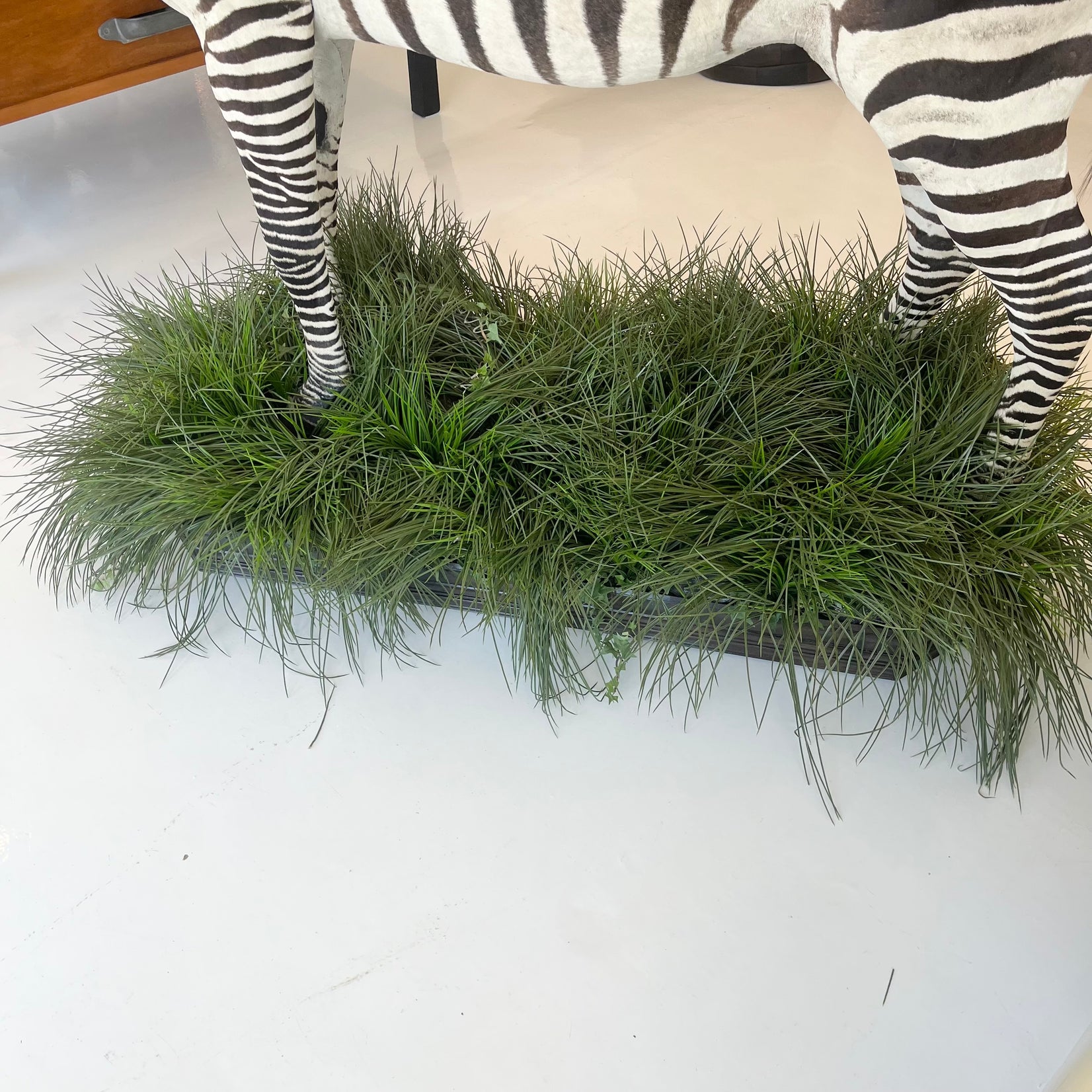Taxidermy Zebra