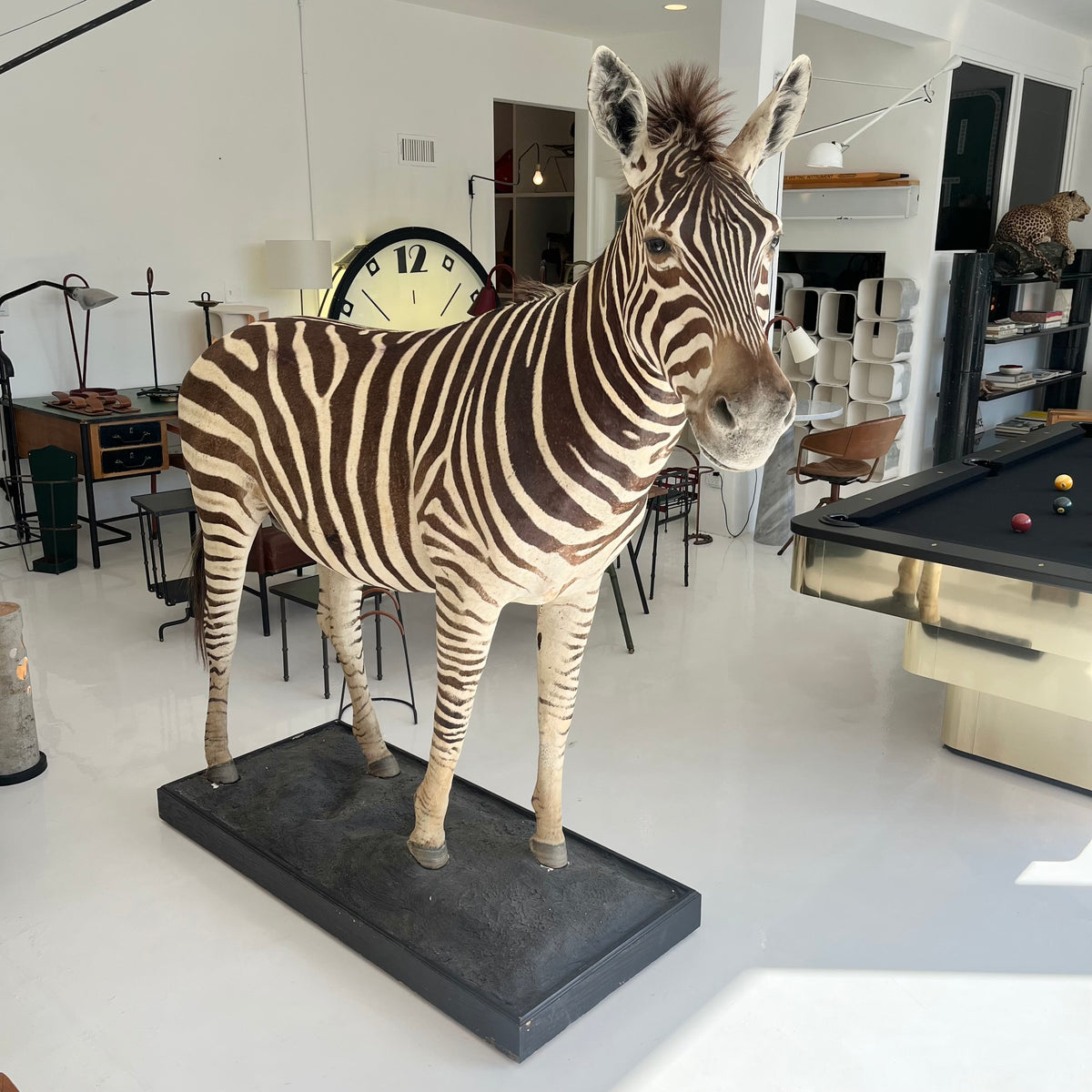 Monumental Taxidermy Zebra