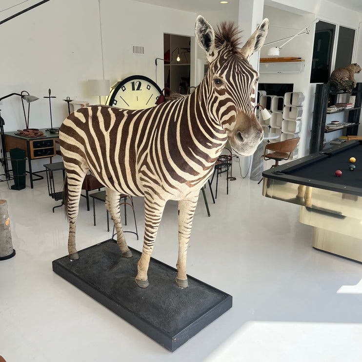 Monumental Taxidermy Zebra