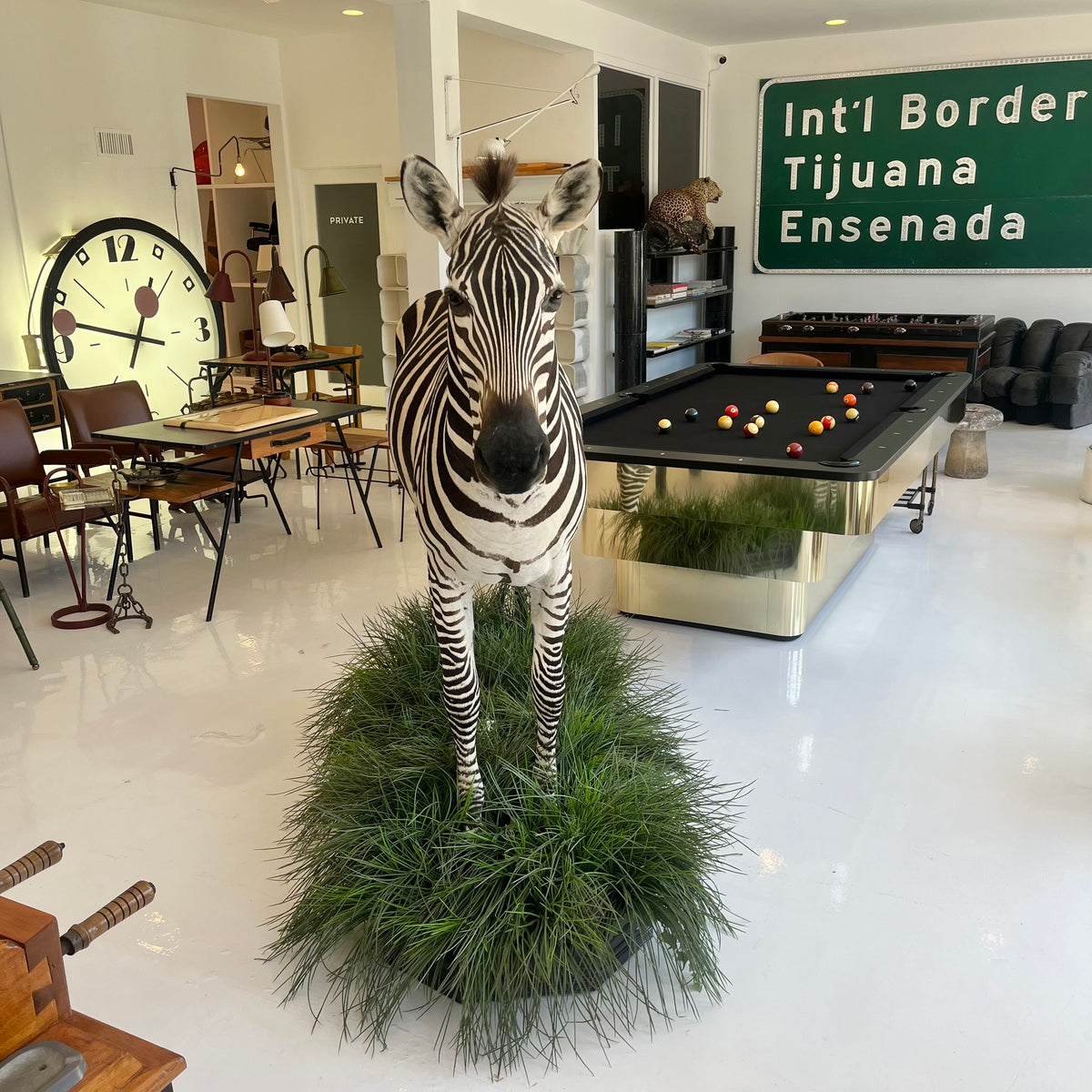 Taxidermy Zebra