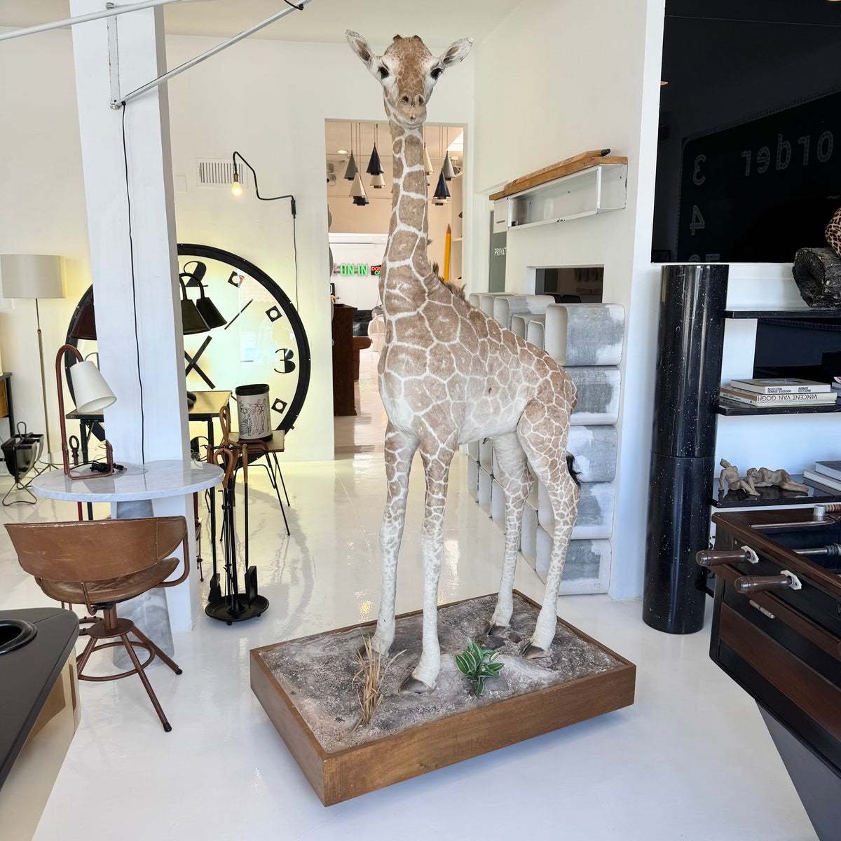 Taxidermy Baby Giraffe