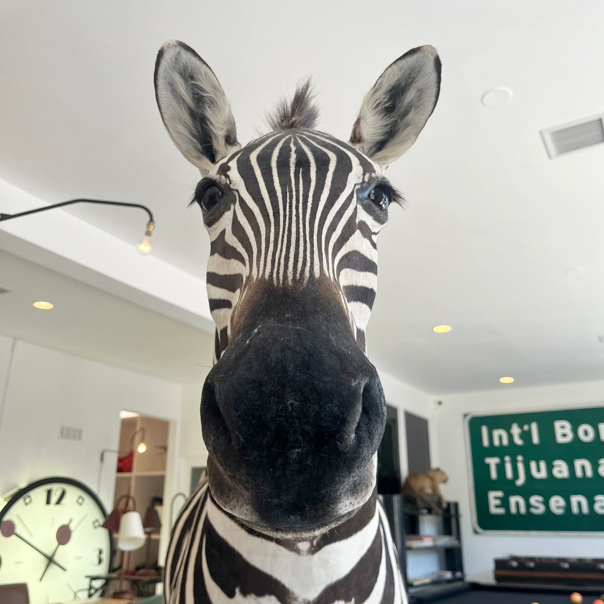 Taxidermy Zebra