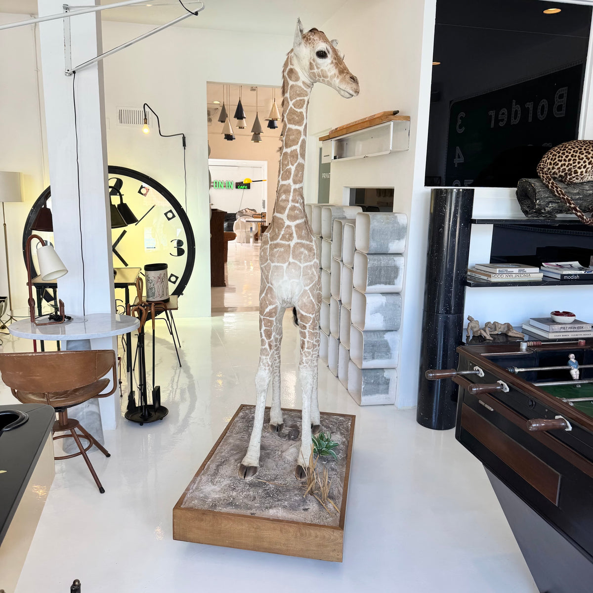 Taxidermy Baby Giraffe