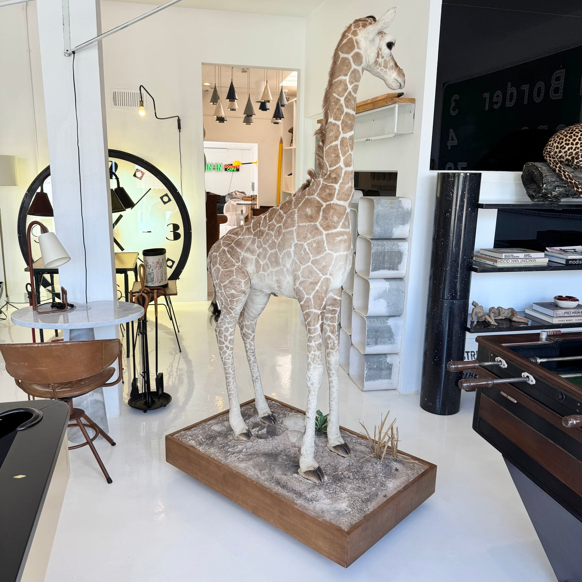 Taxidermy Baby Giraffe