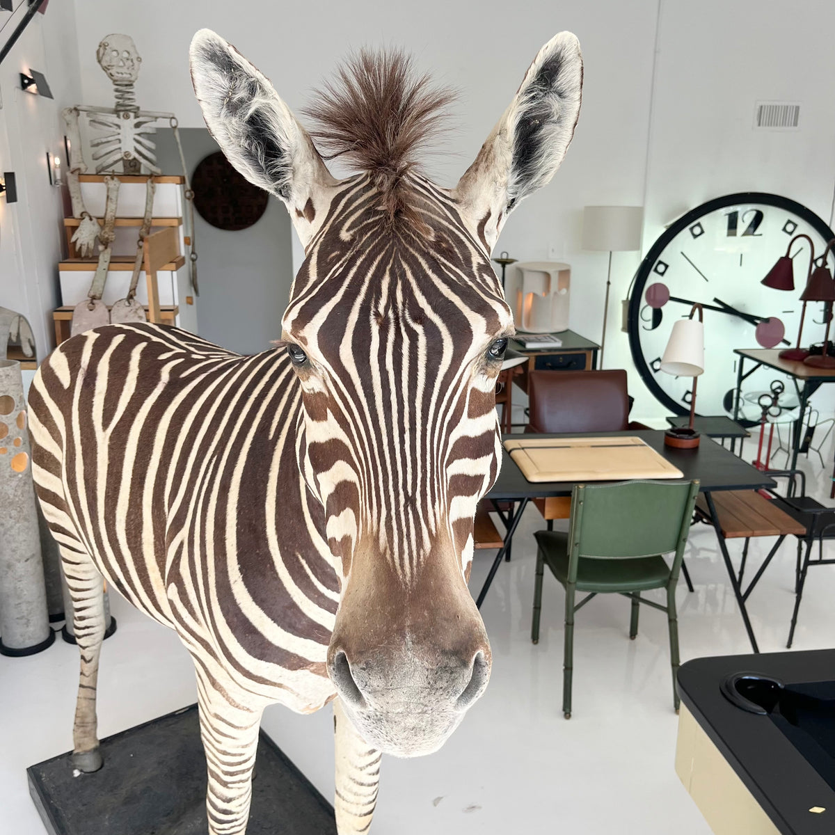 Monumental Taxidermy Zebra