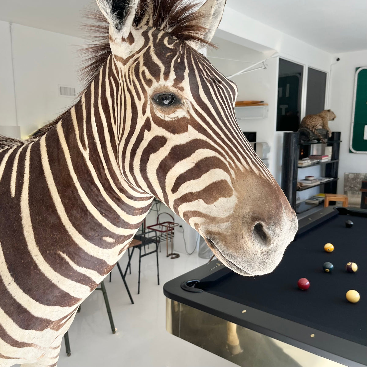 Monumental Taxidermy Zebra