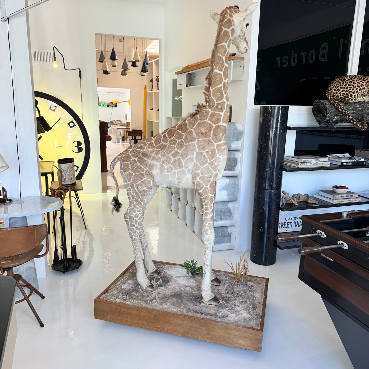 Taxidermy Baby Giraffe