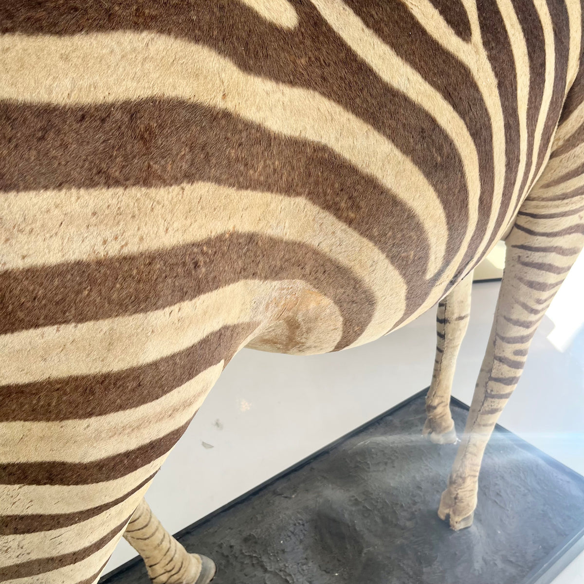 Monumental Taxidermy Zebra