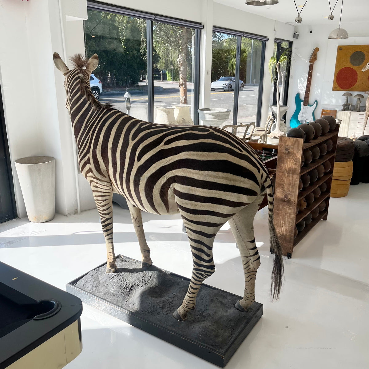 Monumental Taxidermy Zebra
