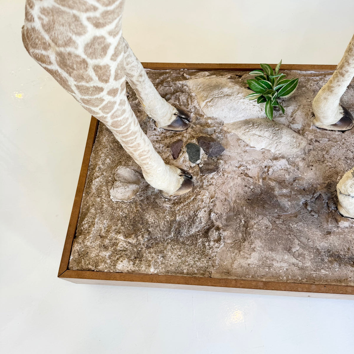 Taxidermy Baby Giraffe