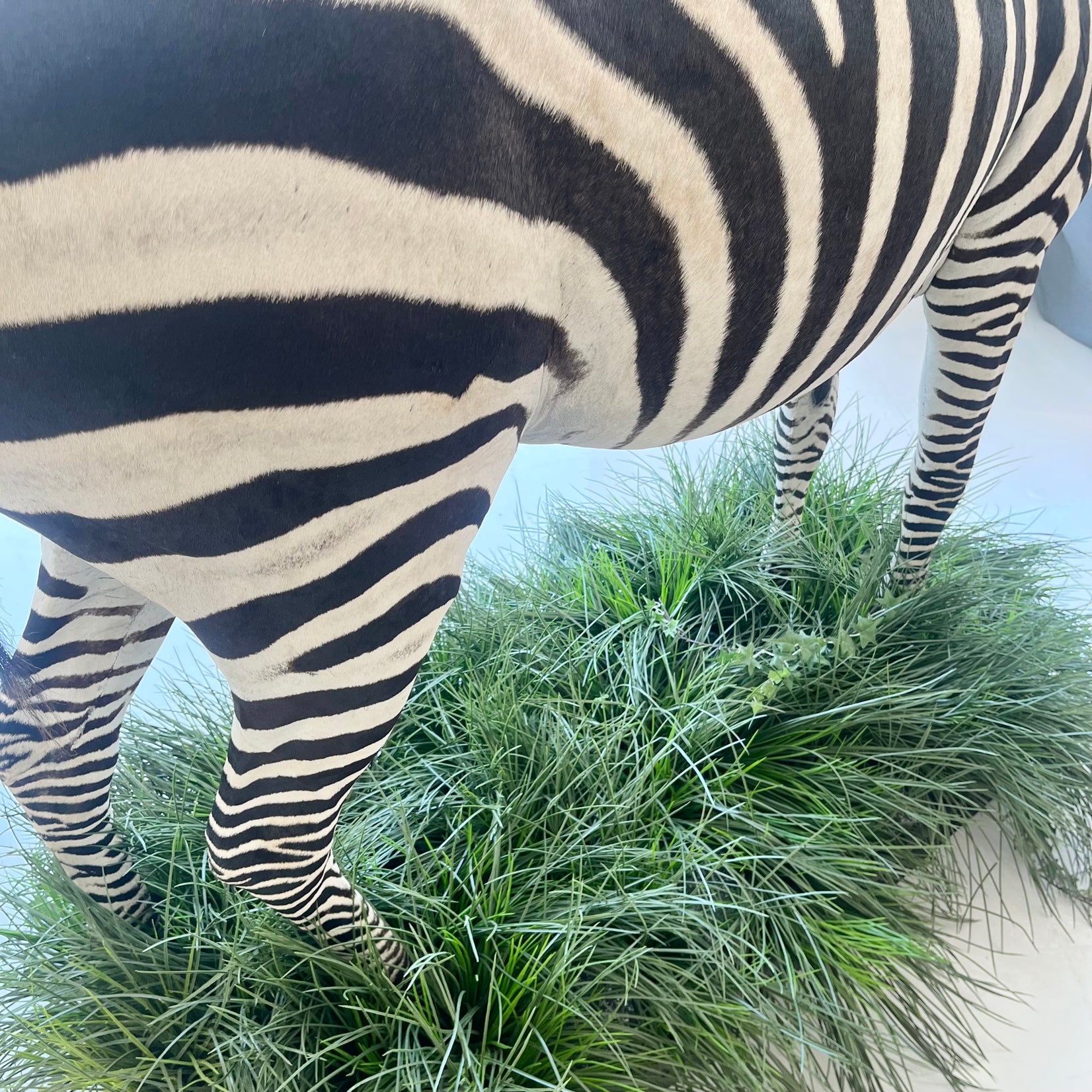 Taxidermy Zebra
