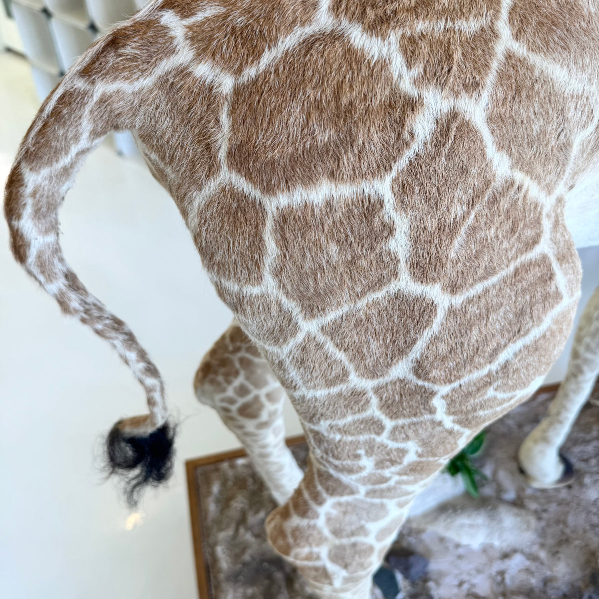 Taxidermy Baby Giraffe