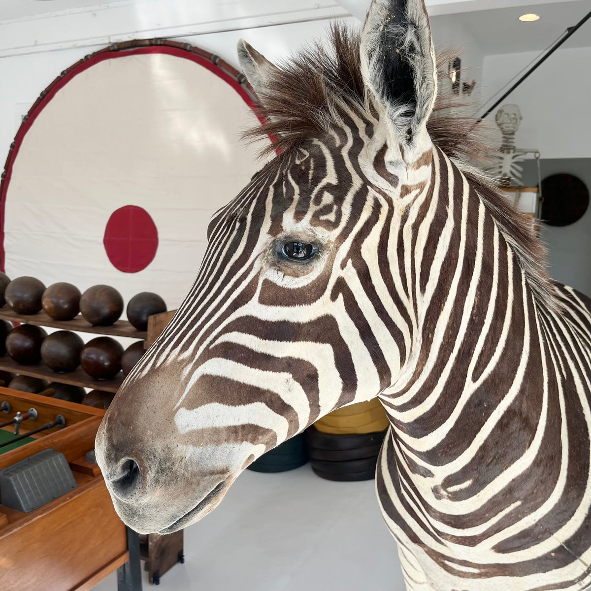 Monumental Taxidermy Zebra