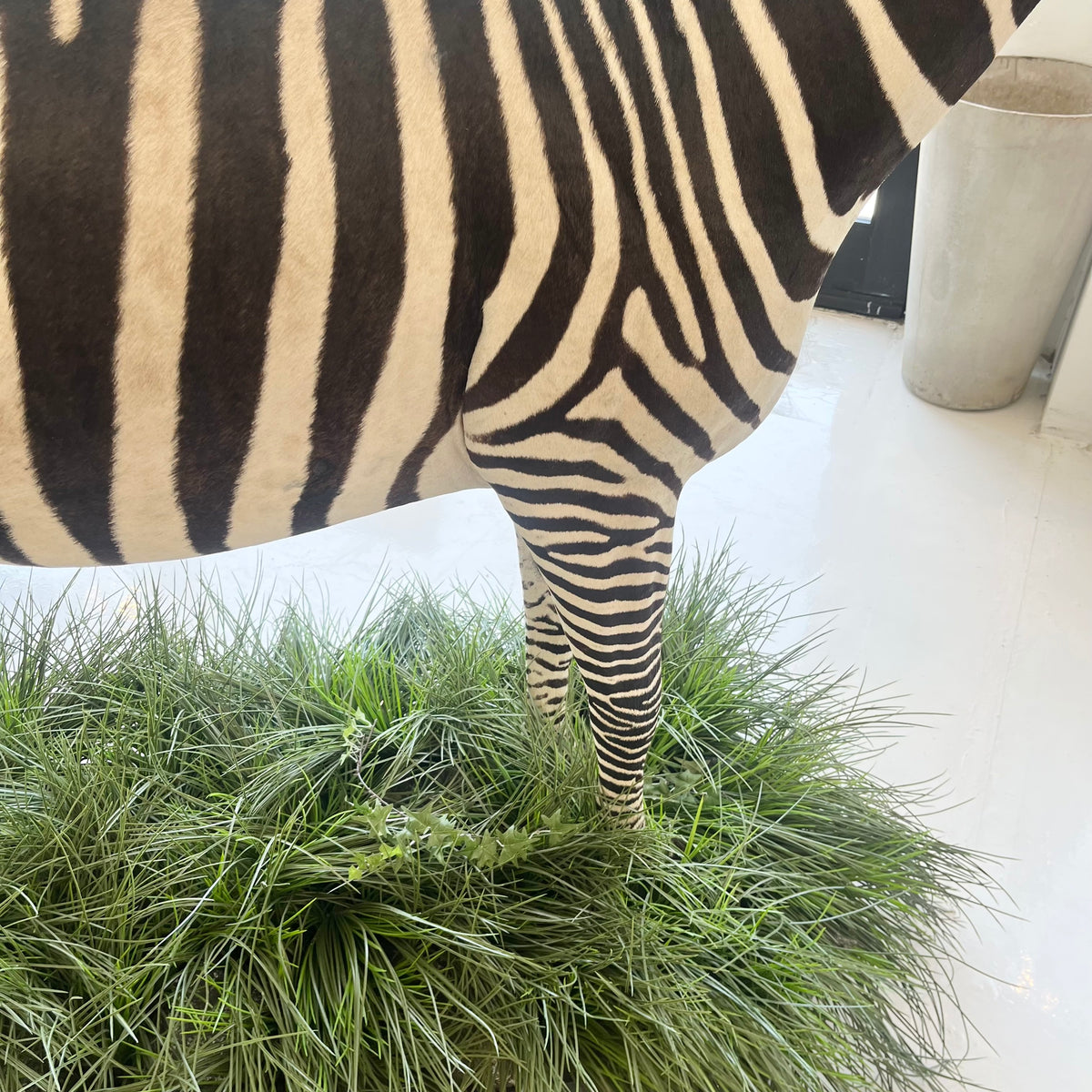 Taxidermy Zebra