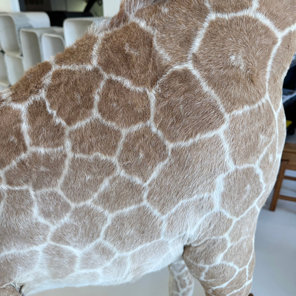 Taxidermy Baby Giraffe