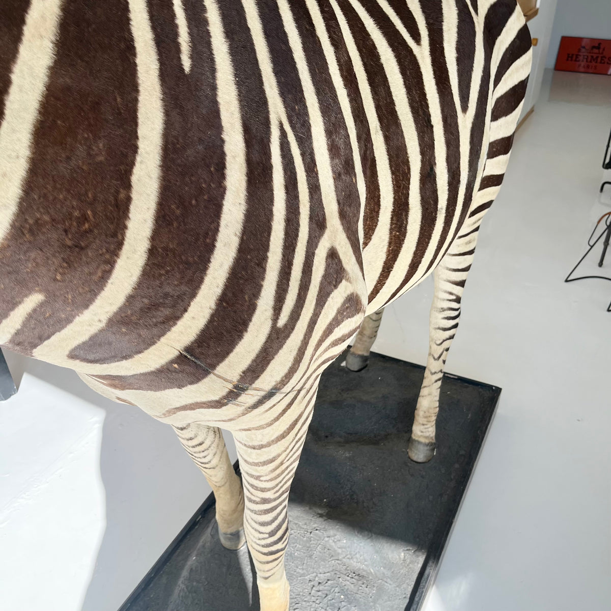 Monumental Taxidermy Zebra