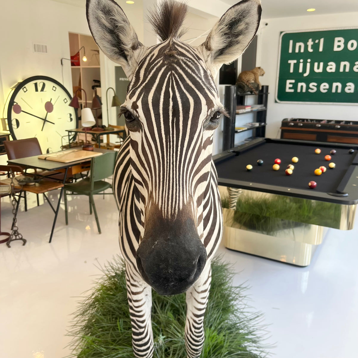 Taxidermy Zebra