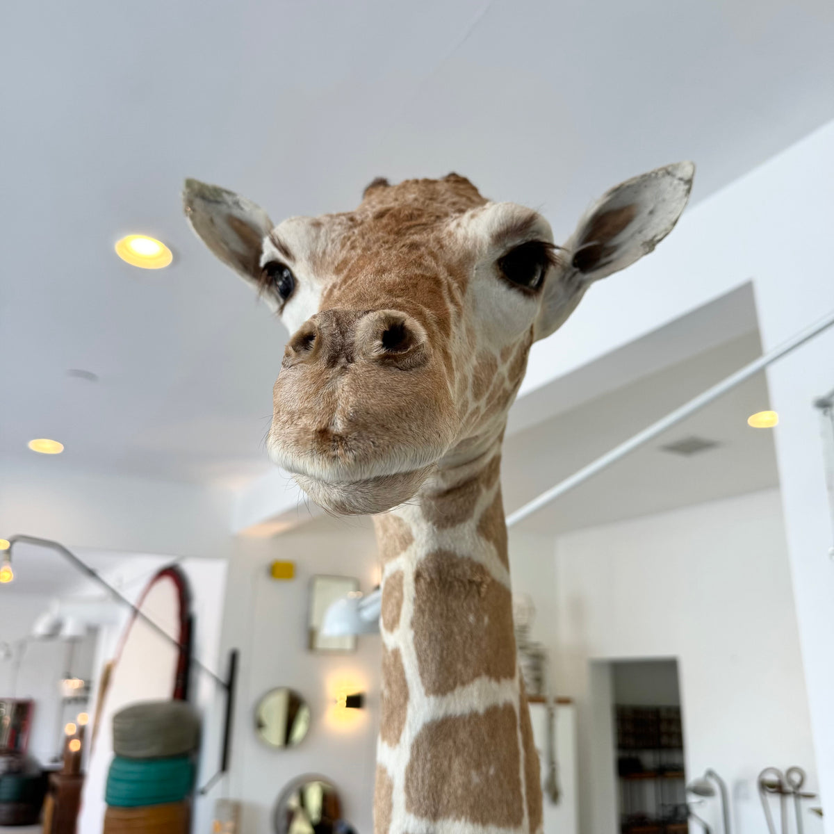 Taxidermy Baby Giraffe