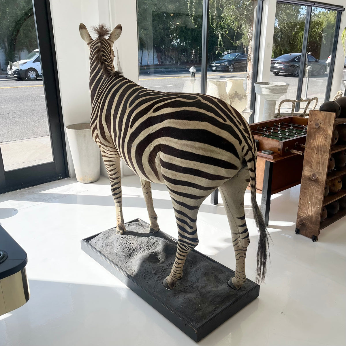 Monumental Taxidermy Zebra