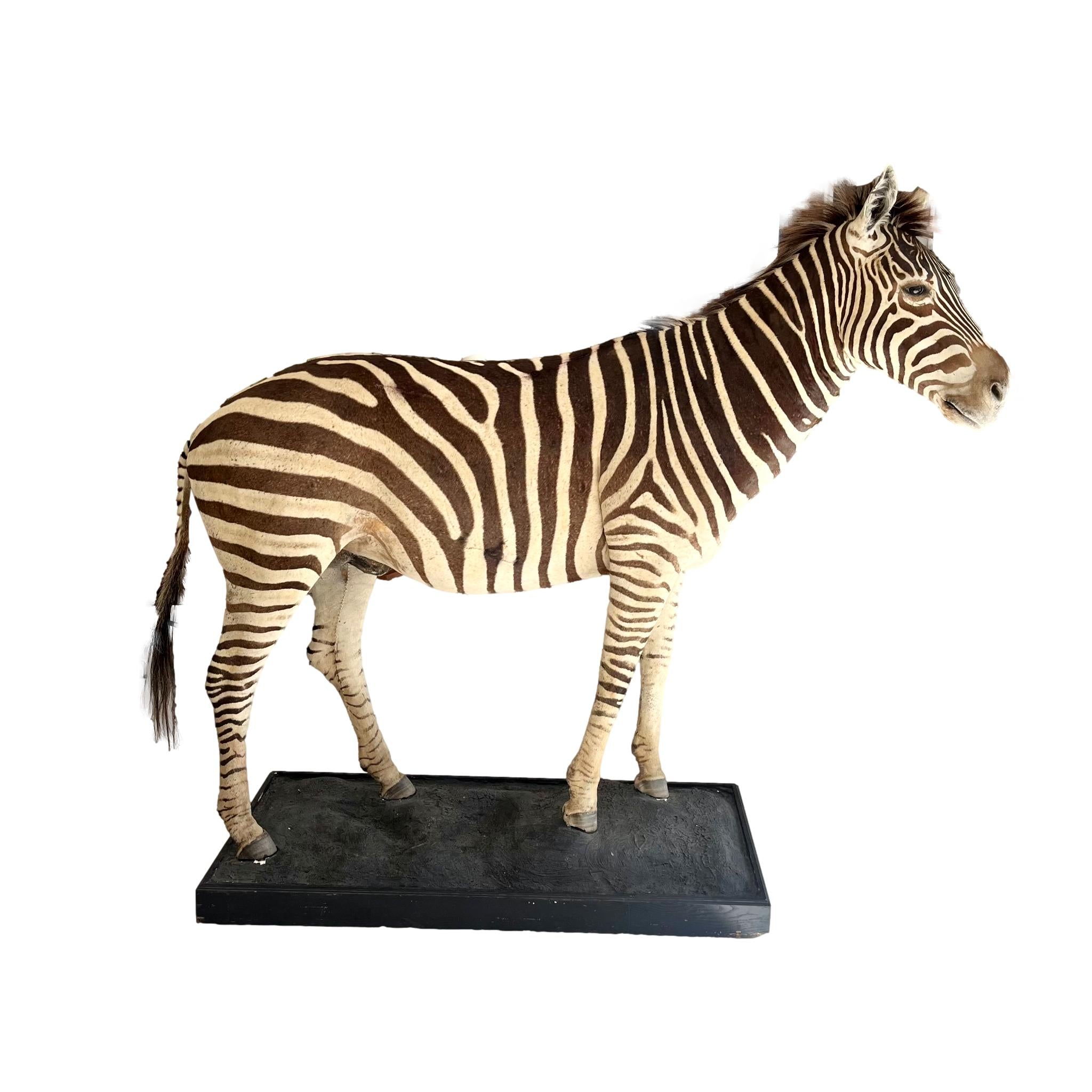 Monumental Taxidermy Zebra