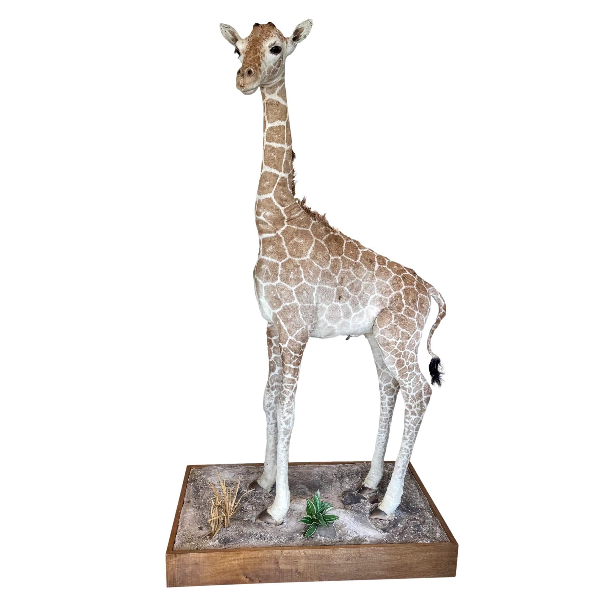 Taxidermy Baby Giraffe