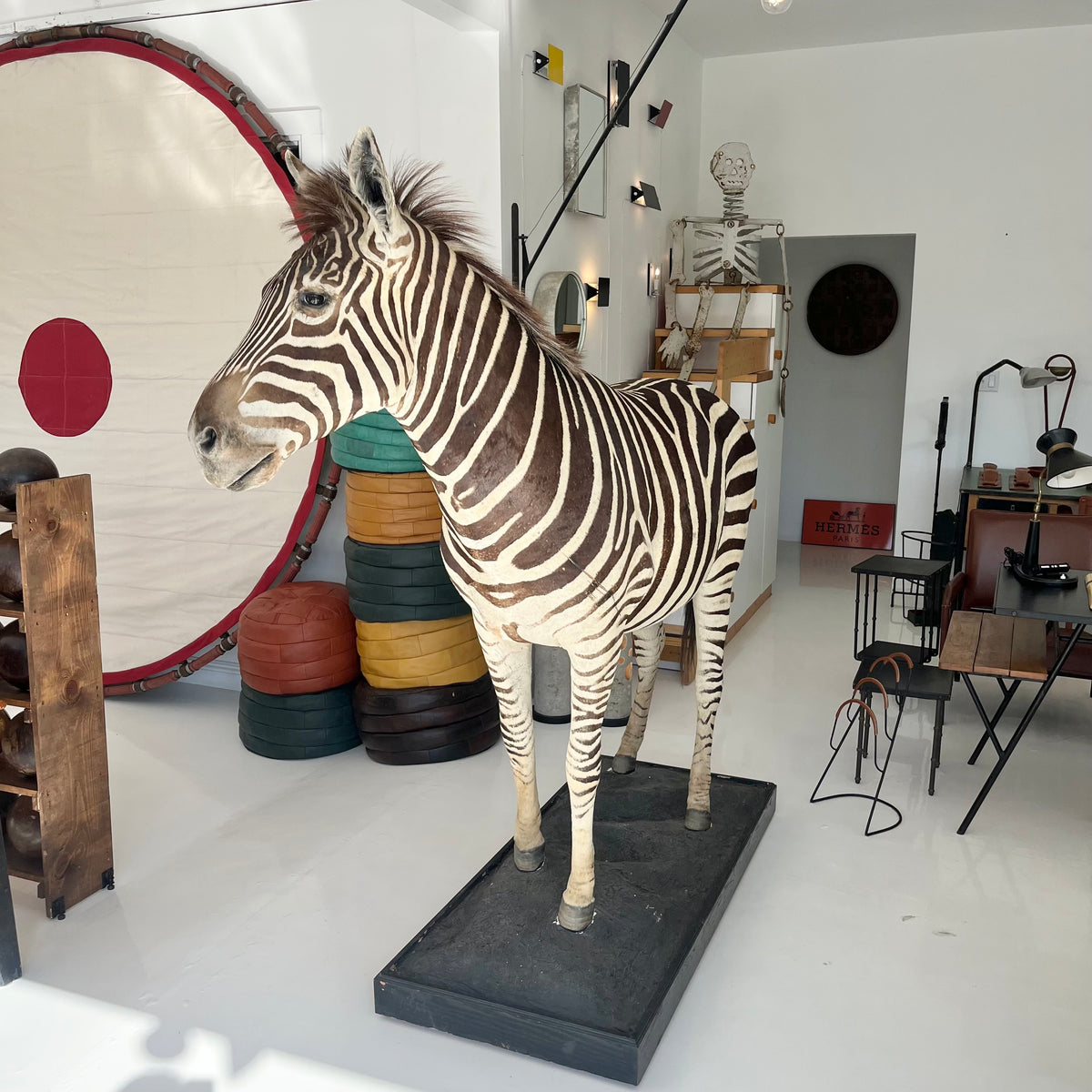 Monumental Taxidermy Zebra