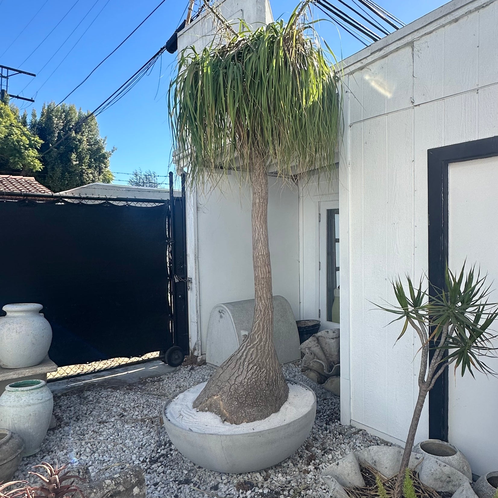 Saucer Planter with Ponytail Palm Tree