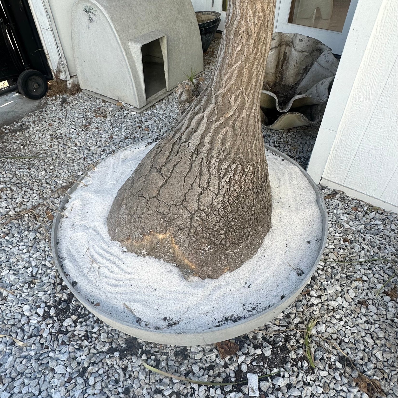 Saucer Planter with Ponytail Palm Tree