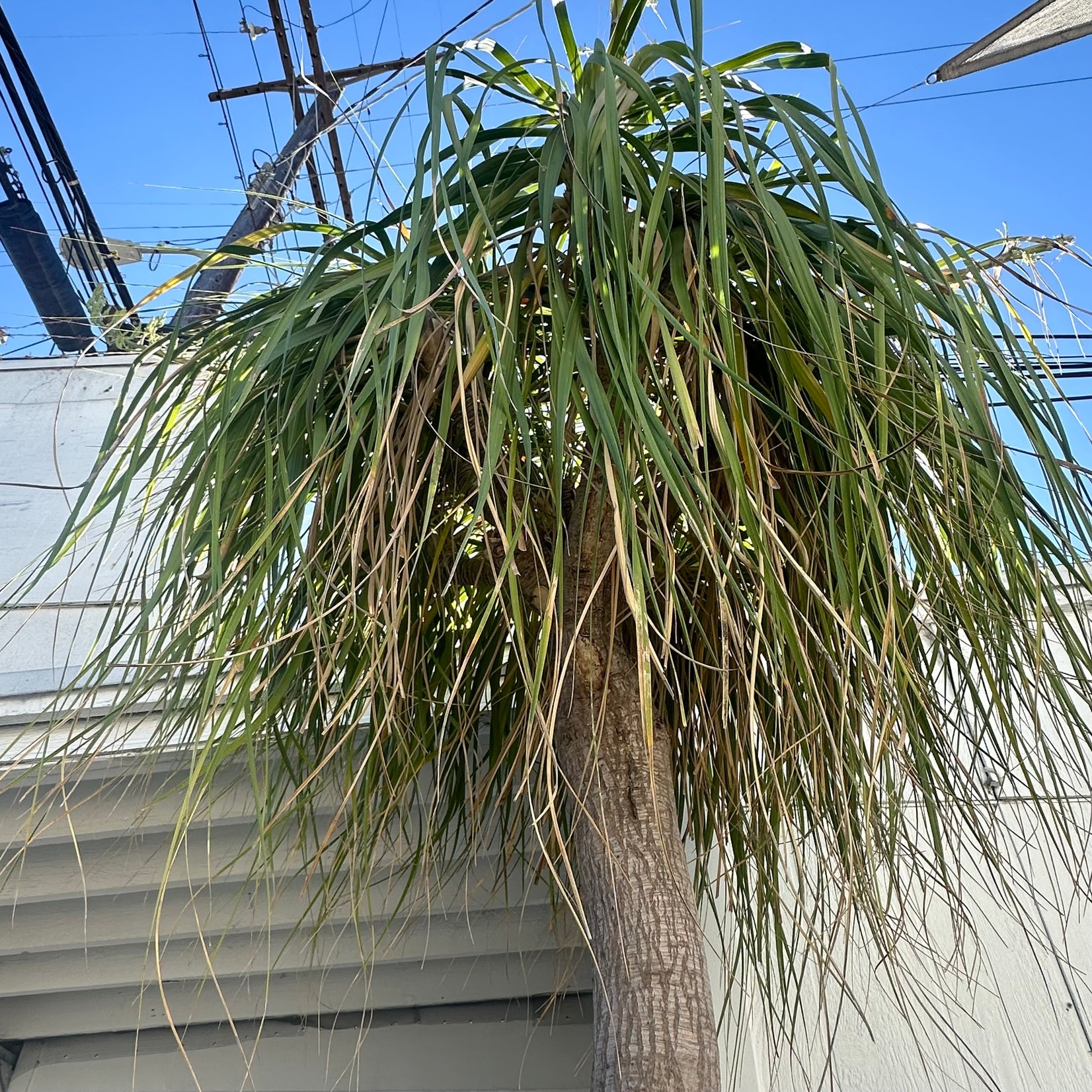 Saucer Planter with Ponytail Palm Tree