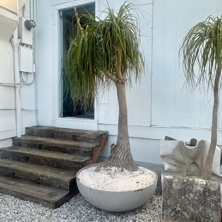 Saucer Planter with Ponytail Palm Tree